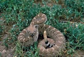 Brownish red, white, creamy yellow, sometimes black. Western Diamondback Rattlesnake Wikipedia