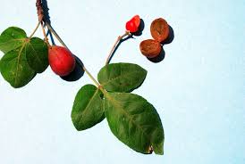 Image result for Commiphora angolensis