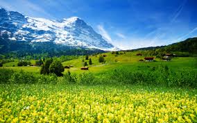 2560x1600 scenic hd wallpaper and background image>. Spring Landscape Nature Switzerland Meadow With Yellow Flowers And Green Grass Mountainous Vi In 2021 Iphone Wallpaper Mountains Landscape Landscape Photography Nature
