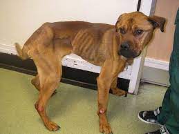 Heartbreaking Images Show Emaciated Dog Left Just A Third Of Its Ideal Weight After Being Left Starving Mirror Online