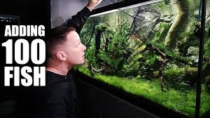 The king of diy unboxes fish tank supplies and aquarium fish. 100 Fish Added To Planted Aquarium The King Of Diy Hydroculture Global