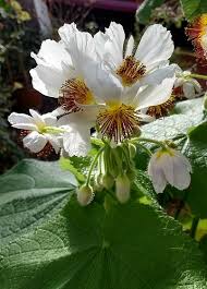 Image result for Sparrmannia