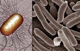 Infectiile urinare afecteaza de cele mai multe ori femeile, insa poate fi intalnita si la barbati. Tratamente Naturale Pentru InfecÈ›ii Urinare È™i Cistite