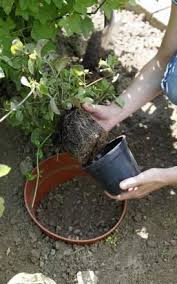 Minze Pflanzen Blumentopf Als Wurzelsperre Minze Pflanzen Garten Pflanzen Pflanzen