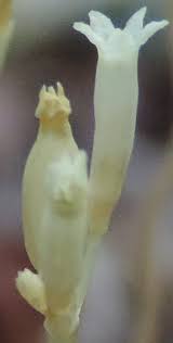 Image result for Voyria