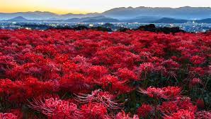 Check spelling or type a new query. September Brings With It A Sea Of Red Spider Lilies In Japan Ikidane Nippon