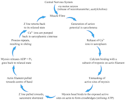 how is the muscle contraction initiated biology