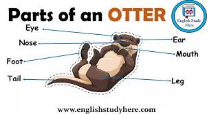 Parts Of An Otter English Study Vocabulary Pictures Vocabulary