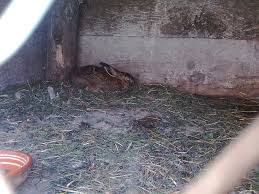 Daca doriti si imagini cu animale domestice apasati click aici ! Iepuri Salbatici Petrisor