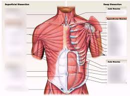 Anatomy of chest and abdomen geoface 12dacbe5578e. Anatomy Chapter 10 11 Frontal Chest Muscles Diagram Quizlet