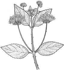 Image result for Lantana tiliifolia