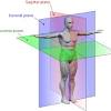 To further increase precision, anatomists standardize the way in which they view the body. 1