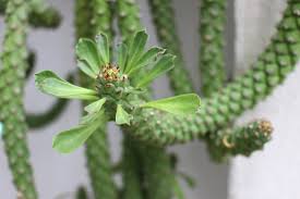 Image result for Monadenium lugardiae