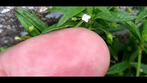 Image result for Oldenlandia cana