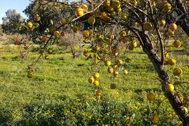Facts & truth about israel. Wild Fruit Tree In The Park A Lot Of Citrus Fruits Clementines Stock Photo Picture And Royalty Free Image Image 78548141