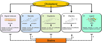 Along with diet, crestor lowers bad (ldl) cholesterol and slows plaque buildup in arteries as part of a treatment plan to lower cholesterol to goal. Frontiers Cholesterol And Its Metabolites In Tumor Growth Therapeutic Potential Of Statins In Cancer Treatment Endocrinology