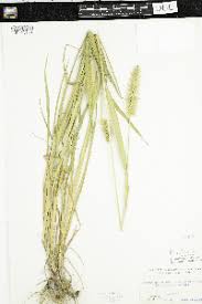 Image result for Setaria lindenbergiana