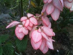Image result for Mussaenda rivularis