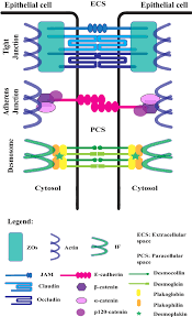 This process occurs when molecules are packed into golgi vesicles or lysosomes by the golgi and the vesicles then move into the. Lateral Cell Junctions Shown Is A Representation Of The Molecular Download Scientific Diagram