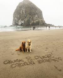 Welcome to northwest goldens, also known as wood duck retrievers, a reputable breeder of golden retrievers in washington and oregon. Pin By Shannon Mahoney On Golden Retrievers Oregon Coast Golden Retriever Favorite Places