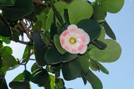 Image result for Autographa excelsa