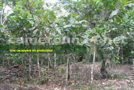 M16 cadets et m18 juniors. Cameroun Les Contrats D Achat Des Feves Sur Le Marche De Londres Plombes Par La Qualite Du Cacao Camerounais