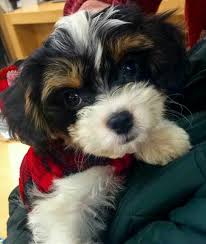 Big Fluffy Black Brown And White Dog Cavachon Cavachon Puppies Cute Animals Cute Dogs