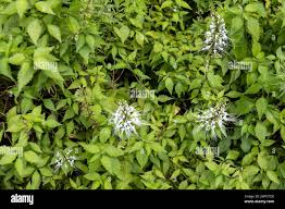 Image result for Lippia somalensis