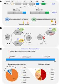 Help us with just a few more questions. The Improbable Targeted Therapy Kras As An Emerging Target In Non Small Cell Lung Cancer Nsclc Abstract Europe Pmc