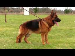 We specialize in imported long coat german shepherds for work, show and companionship. Kraftwerk K9 German Shepherd Black Red Gentle Giant Youtube