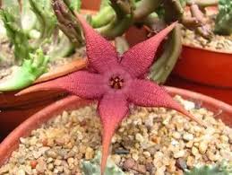 Image result for Geigeria schinzii