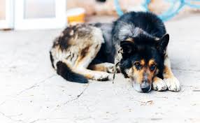 Informations pertinentes pertinentes mon chien est mort que faire. Mon Chien Est Mort Que Puis Je En Faire Que Dit La Reglementation