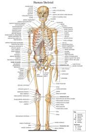 Pic structure of human with all muscles and bones name. Pin On Human Anatomy Pictures