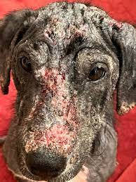 🐾❤️ Walter update ❤️🐾 Walter had his first medicated bath of many, for  treatment of Demodex mange. He will see the vet next week for examination.  Demodex mites are microscopic cigar-shaped parasites