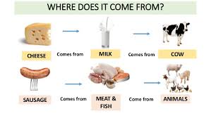 Where does food come from