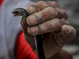 Cara mencegah ular masuk ke dalam rumah · 1. Begini Cara Mencegah Ular Masuk Ke Dalam Rumah Indozone Id