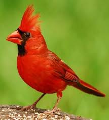 Birds For Sale In Ohio Male Northern Cardinal Birds Ohio State Bird Animals