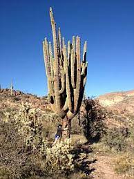 ¿cuáles son las características de los cactus y sus cuidados? Carnegiea Gigantea Wikipedia La Enciclopedia Libre