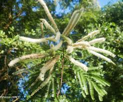 Image result for Entada arenaria