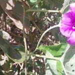 Image result for Ipomoea rubens