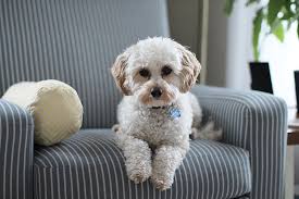 Maybe you would like to learn more about one of these? 5 Custom Interior Design Elements For Dog Lovers Design Scene