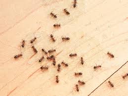 12 Simple Ways To Control Little Ants