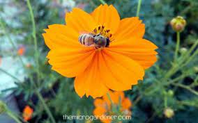 Bee Feeding On Pollen In Orange Cosmos Flower Cosmos Flowers Moon Plant Flowers