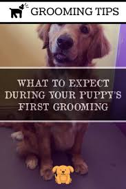 Many mobile groomers are totally booked, probably due to covid. Easy Grooming Tips For Golden Retrievers Dog Grooming Tips Dog Grooming Tips Golden Retriever Dog Grooming