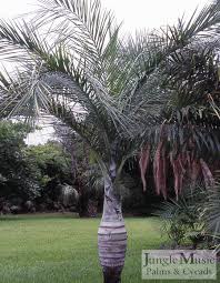 Image result for Pseudophoenix