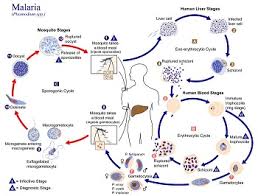 For survival, organisms can depend upon so malaria is a disease caused by a parasite called plasmodium. Malaria Protist Characteristics Life Cycle Microbiology Class Study Com