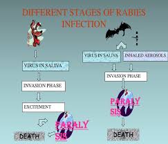 Rabies is a serious disease that is caused by a virus. Rabies Virus Causes Symptoms Treatment Diagnosis And Prevention Galleria Community Health And Lifestyle Nigeria
