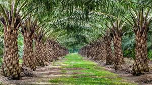 What fruit does a palm tree produce. Researchers Solve Mystery Of The Mutated Oil Palms Science Aaas