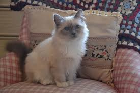 Birman Blue Point Kittens For Sale Pin By Dawn W On Wilma My Sacred Birman Kiity Cat Birman Kittens Cute Cats Kittens Cutest