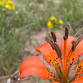 Dune Wildflower Hike